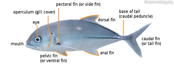 fish parts
