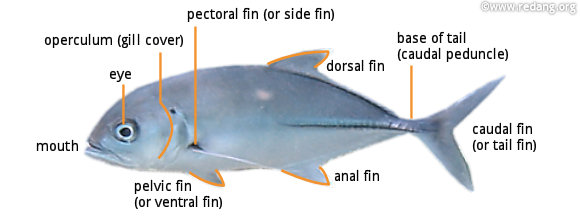 Fish Identity Chart