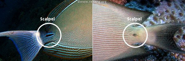 tail spine on surgeonfish