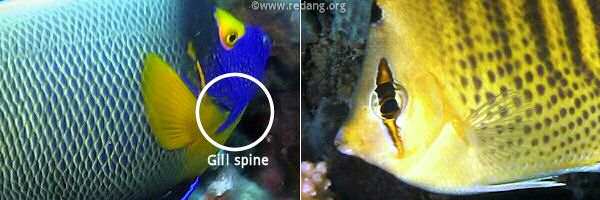 gill spines