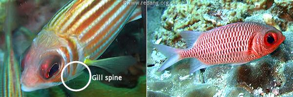 gill spine on squirrelfish