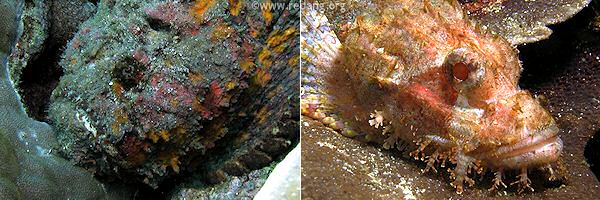 stonefish and scorpionfish