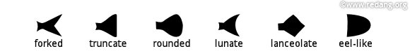 tail shapes
