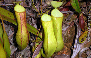 pitcher plant