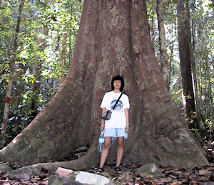 large tree trunk