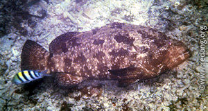 giant grouper at marine park centre
