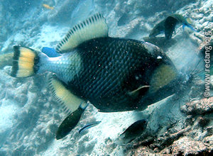 titan triggerfish