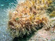 lembeh jul 2008