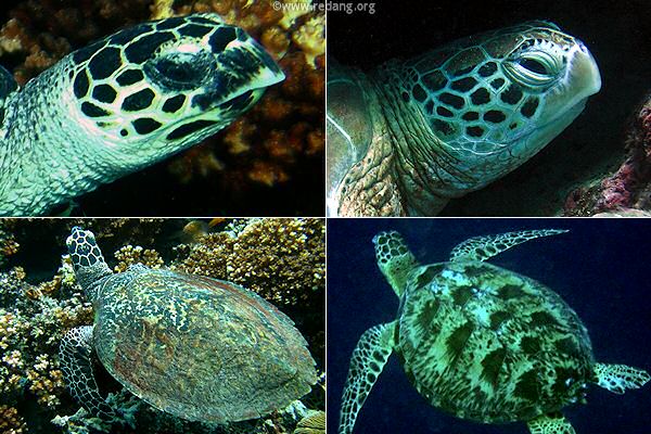 turtle distinguishing features