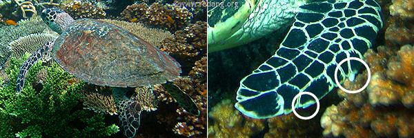 hawksbill turtle