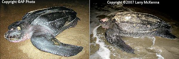 leatherback turtle