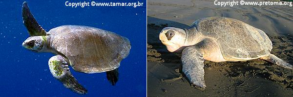 olive ridley turtle