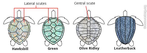 Identifying Malaysian turtles, turtle identification guide