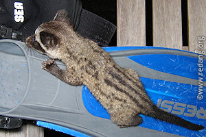baby civet cat