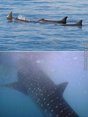 marine mammals