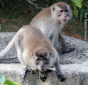 macaque monkeys