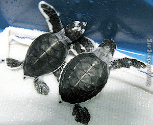 baby green turtle